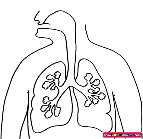 human body coloring pages details preschool crafts