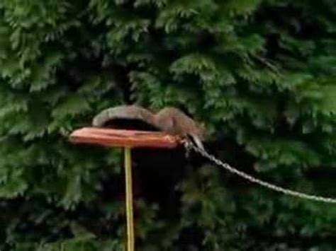 carling black label mission impossible squirrel youtube