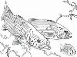 Coloring Pages Bass Fishing Pole Rod Pro Largemouth Fish Getdrawings Getcolorings Printable sketch template