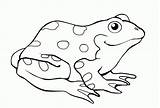 Coloriage Grenouille Frog Rana Sapo Ranas Pintar Paradibujar Designlooter 5kb 545px sketch template