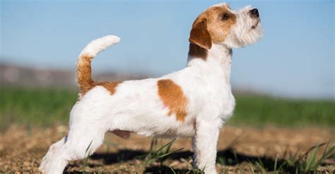 russell terrier dog breed complete guide az animals