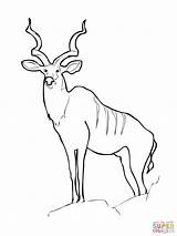 Kudu Pages Eland Antelope Antelopes Mammals sketch template