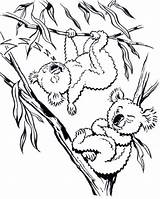 Koala Drzewie Misie Kolorowanka Druku Getcolorings Getdrawings Też Australii Jeden Góry Tych żyją Nawet śpi Nogami Misiów Dalekiej Dlatego sketch template