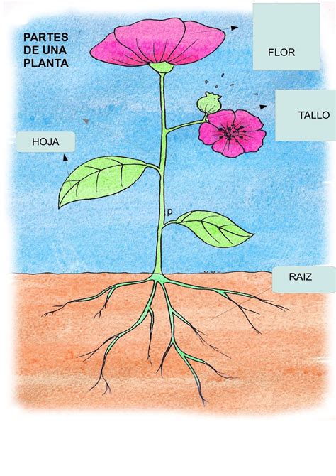 Partes De Una Planta Animada