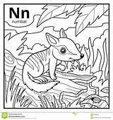 Numbat Coloring Colorless Alphabet Letter Book sketch template