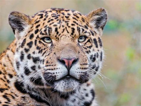 gli animali piu pericolosi dellamazzonia  misteri della foresta pluviale