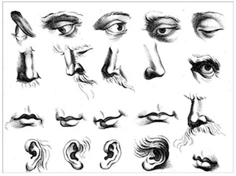 figure drawing   draw eyes nose ears  mouths