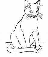 Cat Coloring Siamese Drawing Kids Line Pages Cats Cartoon Gato Warrior Designlooter Getdrawings sketch template