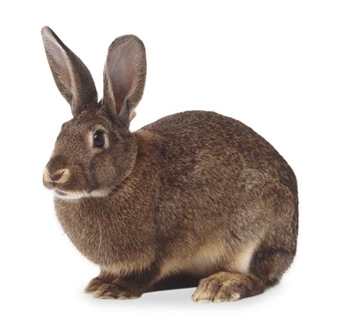 pin  reem el naggar  rabbit topic rabbit pictures rabbit rabbit