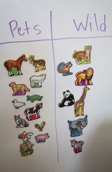 pet activities preschool animals   ideas animal activities