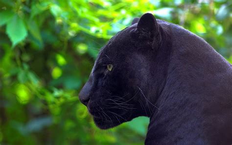 jaguar panther tarsha barrios