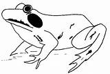 Kikker Ausmalbilder Dieren Frosch Mewarnai Colorare Malvorlagen Coloriages Katak Kodok Animasi Grenouille Bergerak Animierte Animaatjes Rane Kleurplatenwereld Animals Animate sketch template