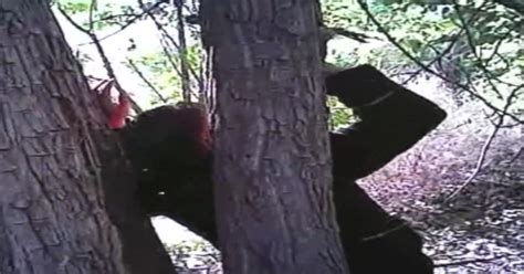 Man Rescued After Being Nailed To Tree