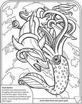 Shark Squid Dover Publications Sharks Doverpublications Sampler Homeschool sketch template