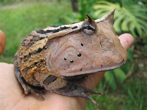 surinam horned frog pics