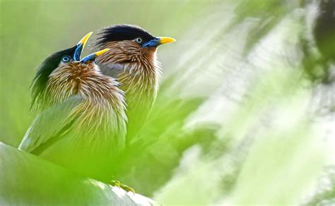 photo  birds perched  tree branch  stock photo