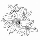 Rhododendron Leaves Decorative Alpenrose Gezeichnet Monochrome Grafiken Kontur Färbung Botanische Dekorative Umriss Malbuch Blume Blätter Contour sketch template