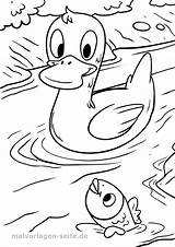 Malvorlage Ente Ausmalbild Enten Zeichnen Malvorlagen Entchen Fische Ausmalen Zum Kinderbilder Disegno sketch template