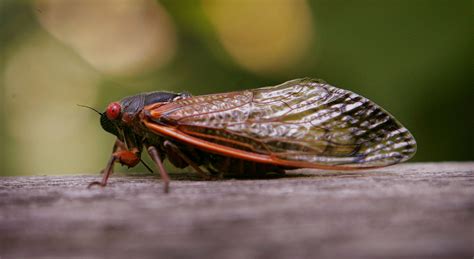 cicadas facts   loud seasonal insects  science