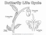 Life Butterfly Cycle Coloring Di Worksheets Vita Science Cicli Diagram Circle Time Scienza Animais Farfalla Monarca Attività Vocabolario Printable Choose sketch template