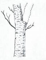 Pruning Prune sketch template