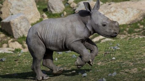 rare baby rhino  debuts   safari park bbc news