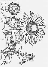 Zonnebloemen Girasoles Sonnenblume Girasoli Girasole Kleurplaat Sunflowers Kleurplaten Malvorlage Tekeningen Educima sketch template