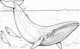 Whales Whale Coloring Pages Humpback Printable Outline sketch template