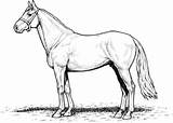 Horse Coloring Pages Draft Horses Printable Realistic Stallion Print Color Getcolorings Getdrawings Template sketch template