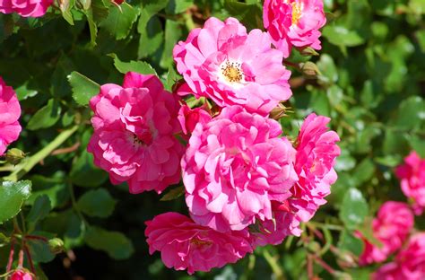 growing rose bushes  easier