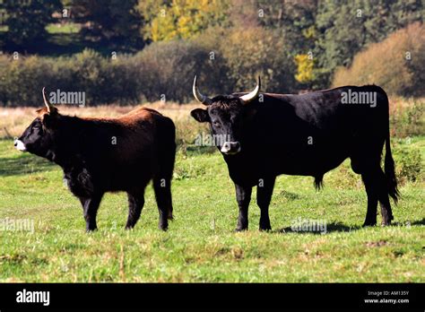 heck cattle heck cattles bull   aurochs pair bos