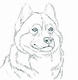 Husky Alaskan Siberian Perro Cachorro Pintar Ausdrucken Webstockreview sketch template