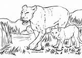 Boyama Lioness Hayvanlar Vahsi Aslan Sayfalari Ucretsiz Disi Sayfasi sketch template
