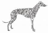 Greyhound Whippet Hound Whippets sketch template