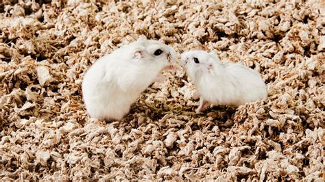 How Do Hamsters Have Sex – Telegraph