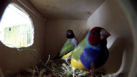 nest  gouldian finches youtube