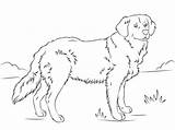 Retriever Puppy Educativeprintable Educative Erwachsene Bestcoloringpagesforkids Coloringhome sketch template