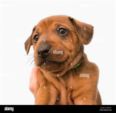 cute  golden puppy stock photo alamy