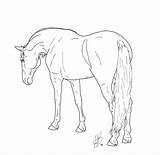 Dressage Pferde Ausmalbilder Dressur Andalusian Rysunek Ievent Getdrawings Konie Obraz Chevaux Zapisano sketch template