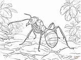 Ameisen Malvorlagen Ant Formica Insekten Formicaio Waldameise Rote Ants Kleurplaten Hormiga Madera Ispirazione Stampare Formiche Tropische Pockemon Rossa Supercoloring sketch template