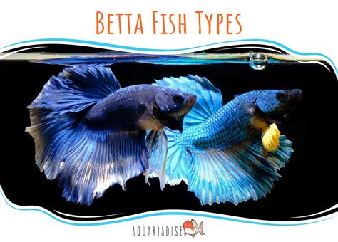 types  betta fish outlet sales save  jlcatjgobmx