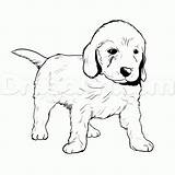 Golden Retriever Coloring Puppy Pages Drawing Goldendoodle Dog Drawings Puppies Line Labrador Lab Cute Labradoodle Draw Color Easy Pitbull Printable sketch template