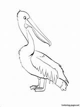 Coloring Pages Pelican Getcolorings sketch template