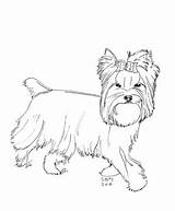 Yorkshire Coloring Terrier Pages Yorkie Yorkies Dog Cairn Teacup Chien Coloriage Puppy Imprimer Dogs Designlooter Poo 75kb 360px Gif Drawings sketch template