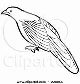 Bird Clipart Coucal Billed Outline Coloring Illustration Green Royalty Lal Perera Rf 2021 sketch template