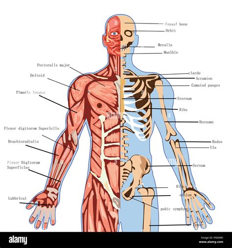koerper mensch anatomie medizin gesundheit illustration medizin