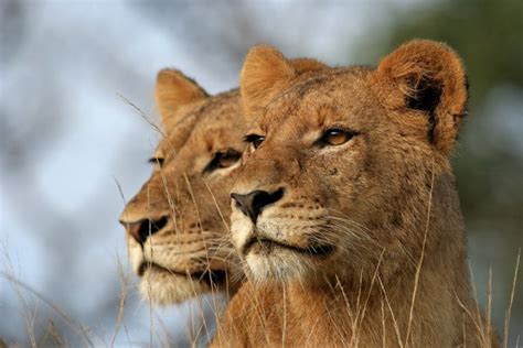 some interesting facts about lions