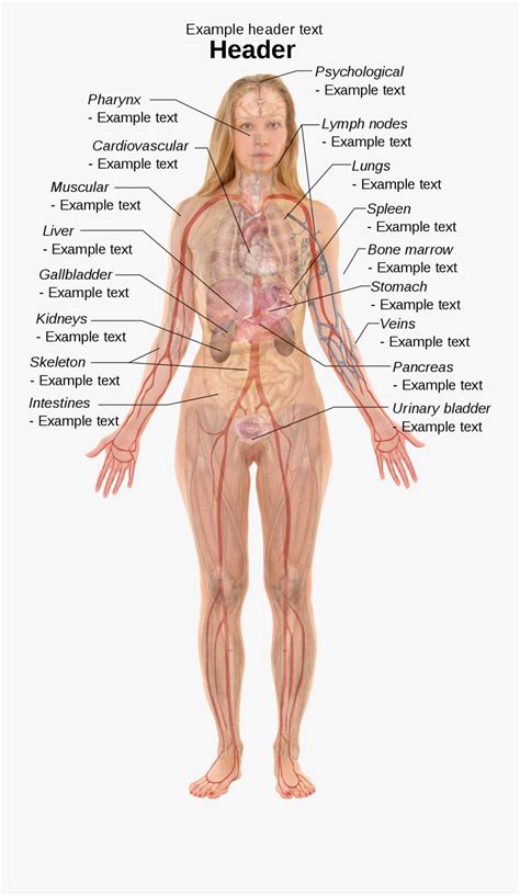 clip art internal body parts  side female anatomy organs