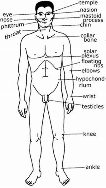 Image Result For Pressure Points To Knock Someone Out Pressure Points