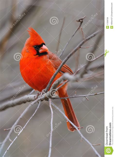cardinal  stock image image  feathers backyard
